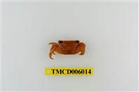 藏品(小厚紋蟹)的圖片